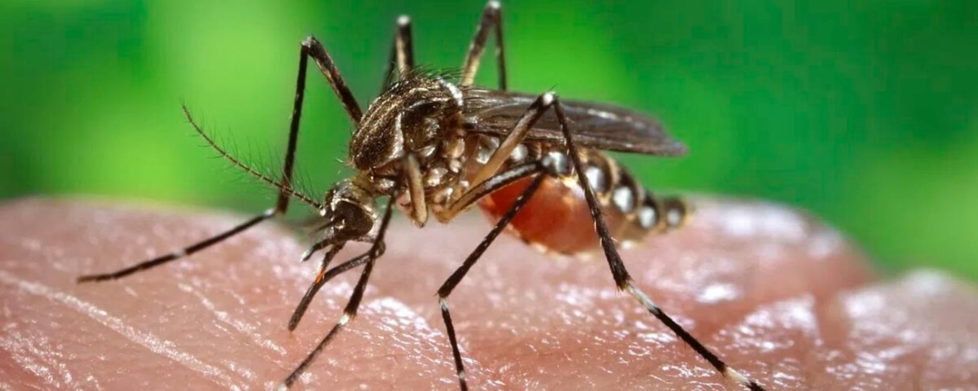 Dengue en el Perú | En una semana se ha reportado la muerte de 17 personas y más de 15 mil infectados: ¿Cómo se explica este incremento de casos?