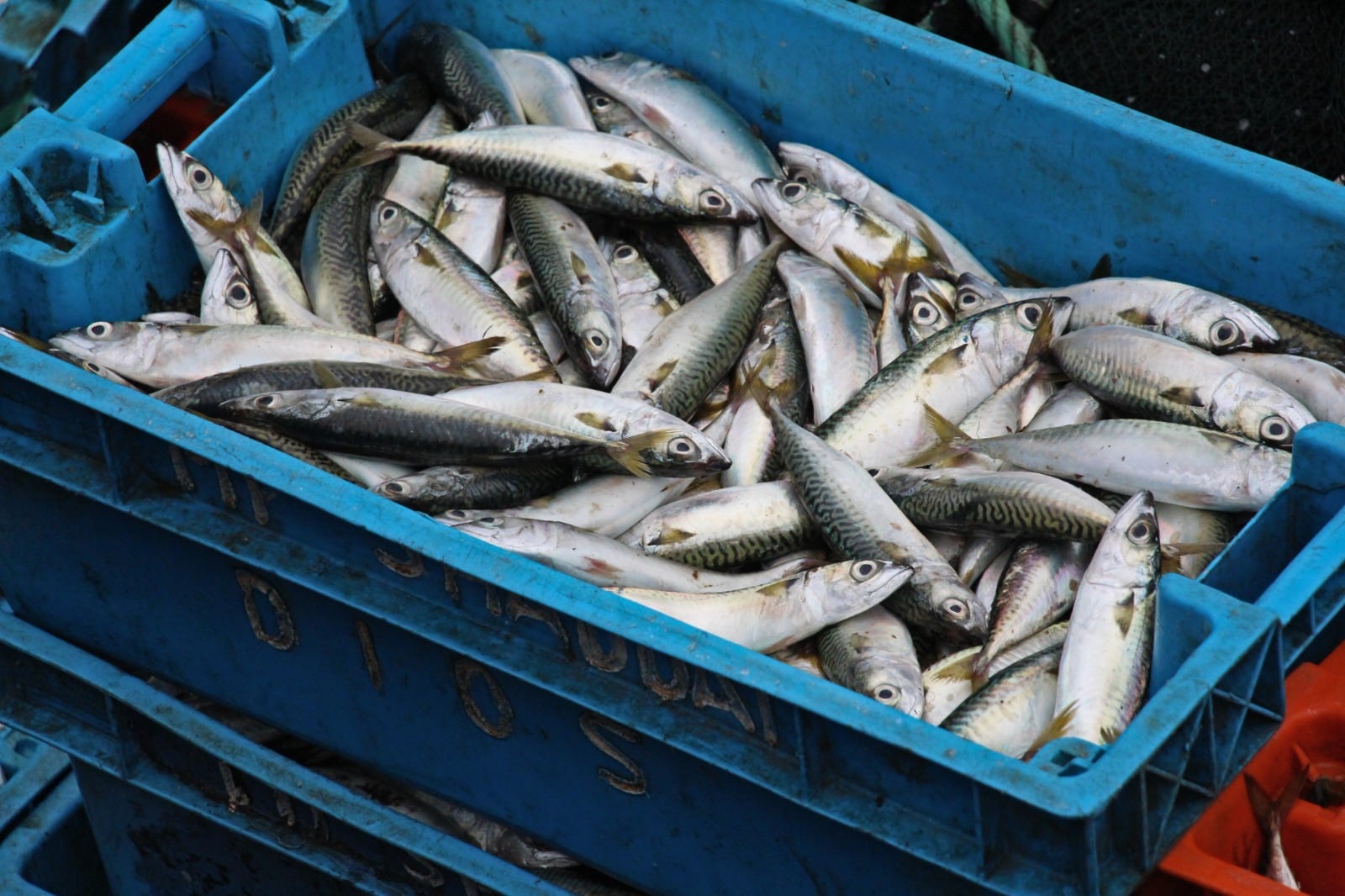 Este es el pescado repleto de colágeno y que supera al salmón en omega-3 | ¿Cuál es el pescado repleto de colágeno y que supera al salmón en omega-3? En la siguiente nota te contaremos lo que debes saber. (Archivo)