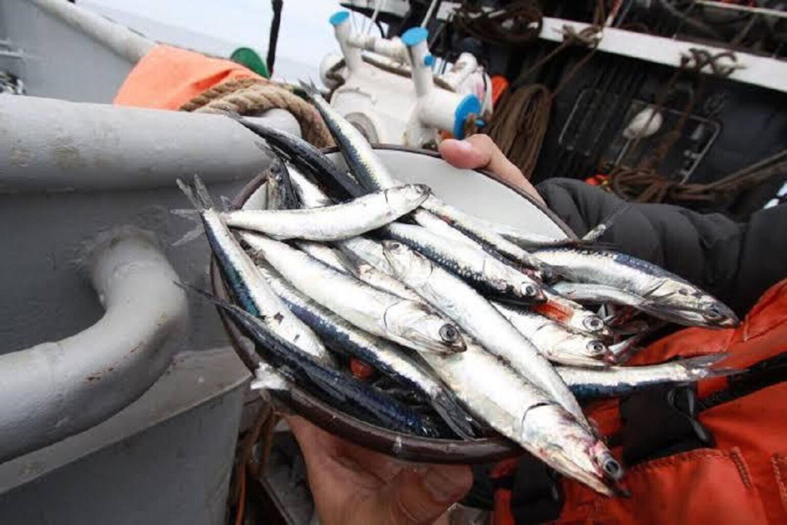 El Perú es el cuarto productor pesquero a nivel mundial, y su producto emblema es la anchoveta, que representa el 75% de la pesca en el país | Foto: Andina / Referencial