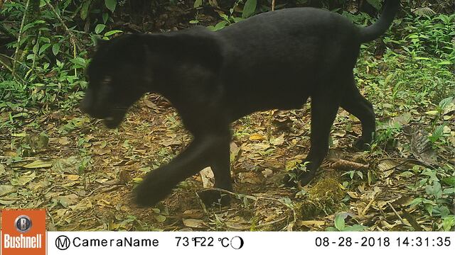 Jaguares melánicos en Panamá: singulares felinos de color negro son registrados por cámaras trampa