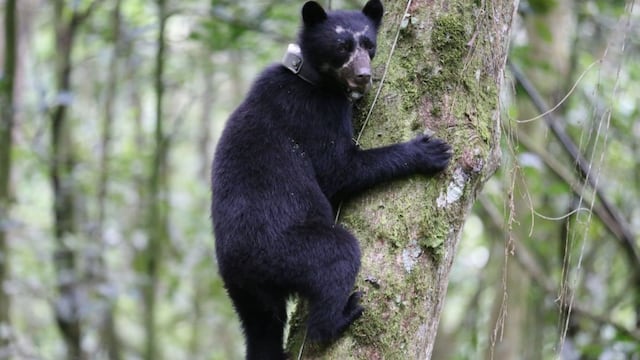El oso de anteojos es una de las más vulnerables debido a las diversas amenazas que enfrenta. (Foto: Sernanp)