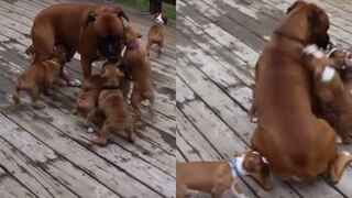 Facebook: Perro bóxer es rodeado por sus cachorros en un divertida confusión | VIDEO