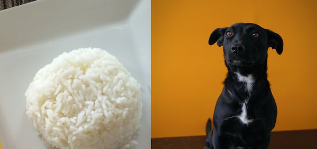 ¿Qué pasa si le das arroz cocido a tu perro?