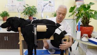 WUF: Conoce cómo puede sanar un animal en base a acupuntura 
