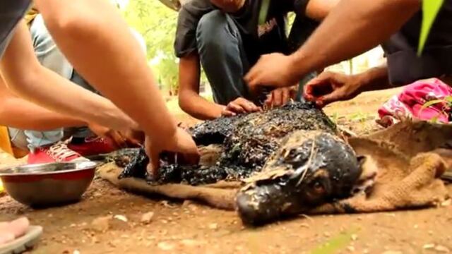 Así salvaron a un perro que cayó a pozo de alquitrán