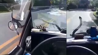 Conductor es aterrorizado por una serpiente mientras maneja en una carretera | VIDEO