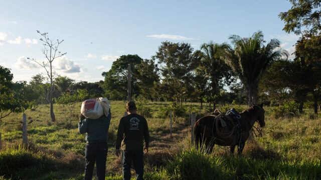 Emplean la ganadería regenerativa para luchar contra la deforestación en la Amazonía