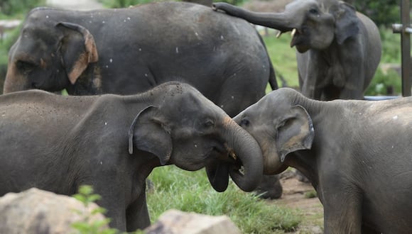 El hecho de que los elefantes  reconocen y asignan nombres a su pares demuestran que tienen una capacidad de pensamiento abstracto.