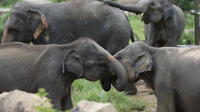 Los elefantes tienen nombres y se llaman entre ellos con sonidos específicos e individuales, según estudio
