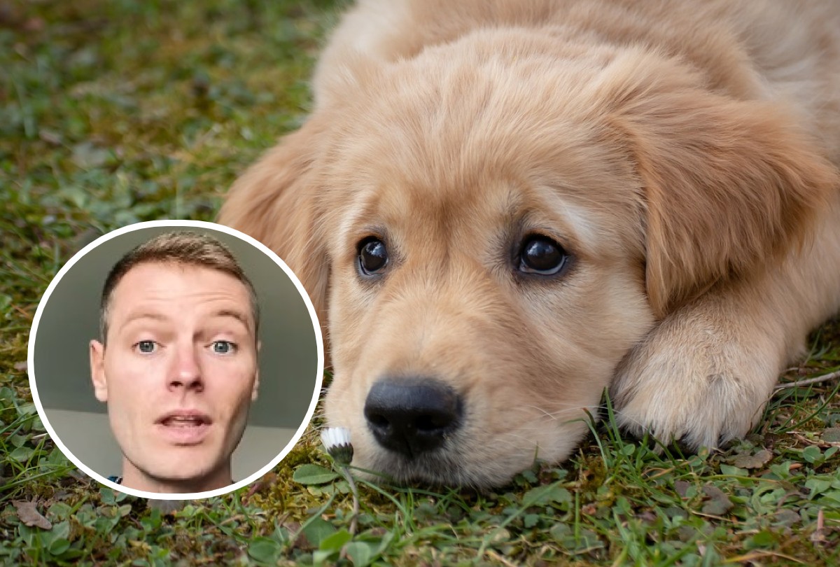 El conocido veterinario Ben the Vet reveló los hábitos que pueden poner en peligro a un perro. (Foto referencial: birgl / Pixabay)