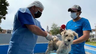 ¿Qué pasó con la Ley 4 Patas? Comisión Multisectorial encargada de reglamentar la ‘ley animalista’ lleva más de un mes sin sesionar