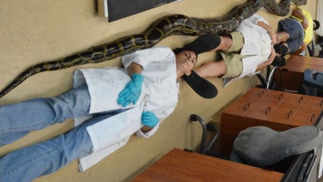 Capturan en Florida una serpiente pitón de casi 6 metros