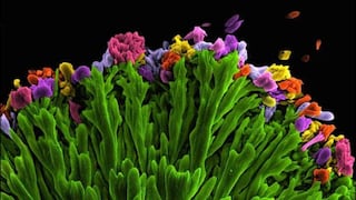 Las más impresionantes imágenes del mundo microscópico