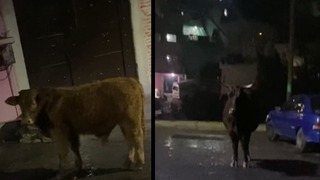 “Hay un toro”: El incómodo momento que pasó un conductor al recoger un pasajero