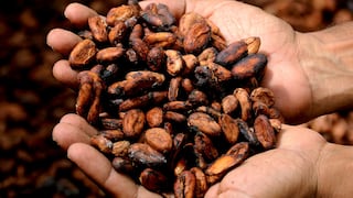 "Píldoras" de cacao para recuperar el sentido del gusto
