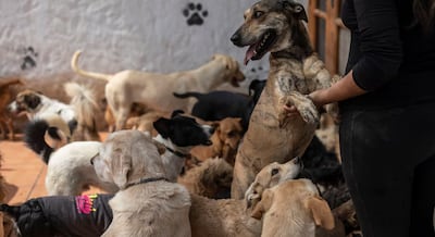 WUF: Mitos sobre los perros mestizos en el Perú: Por qué los “criollos” medianos y grandes son los grandes olvidados en la adopción