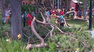 Caída de árbol en Parque Reducto pudo cobrar la vida de niña