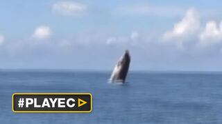 Mar de Costa Rica es la maternidad de las ballenas jorobadas