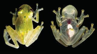 Descubren especie de rana transparente a la que se le puede ver el corazón