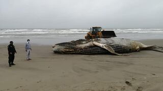 Lambayeque: entierran a ballena jorobada de 13 metros que varó en playa de Mórrope