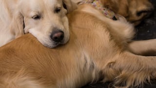 Los humanos y los perros golden retrievers comparten raíces genéticas para su comportamiento