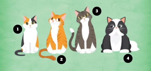Eligiendo uno de los gatos descubrirás si eres una persona bondadosa