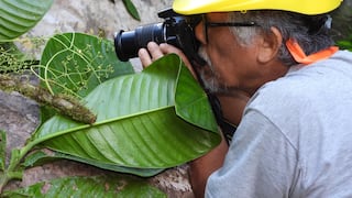 Biólogos y guardaparques hallan una nueva especie de árbol y de rana en áreas protegidas de Perú