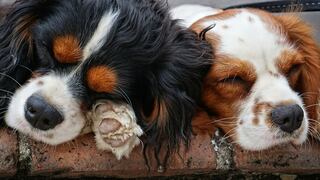 WUF: perros duermen plácidamente y detalle conmueve a usuarios