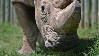Muere el último rinoceronte blanco del norte macho. ¿Es el fin de la especie?