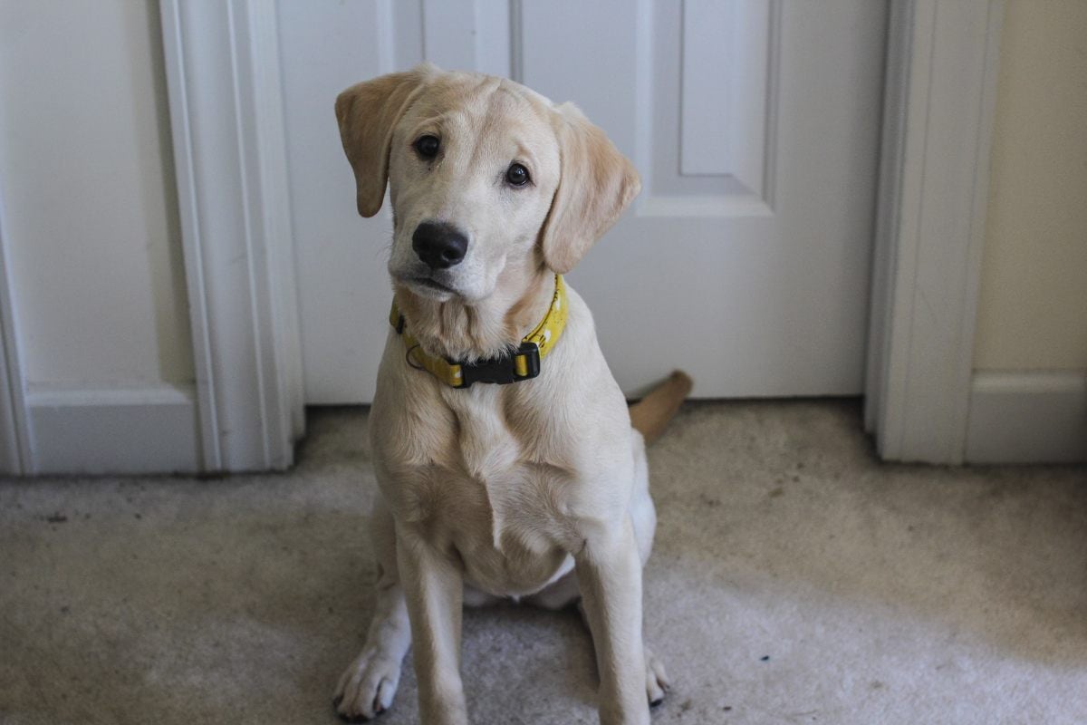 Estas alternativas son seguras para que los perros ajenos dejen de orinar o defecar en tu puerta. (Foto: Kaelin / Pexels)