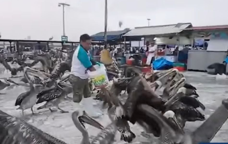 Pelícanos invaden terminal pesquero de Trujillo en búsqueda de alimento. (Foto: Captura de YouTube / Buenos Días Perú)