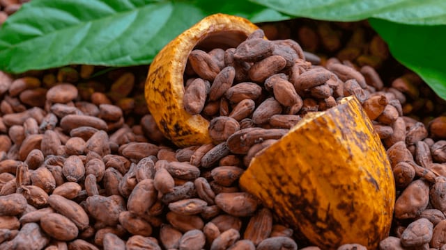 Los altos precios del cacao: ¿una fiebre del oro?