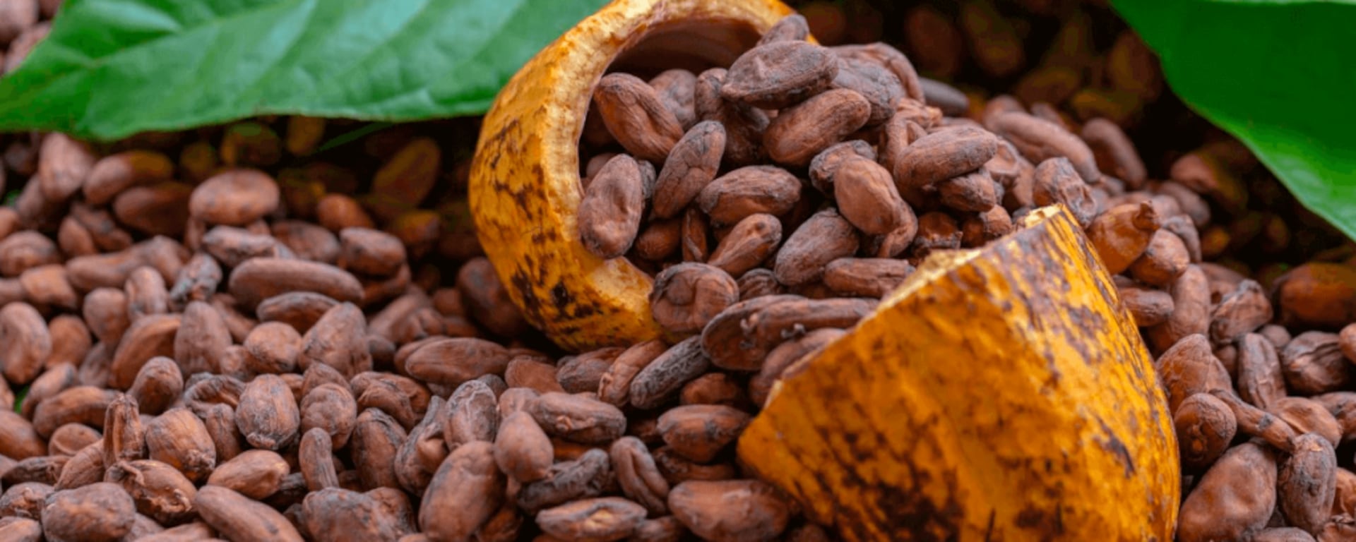 Los altos precios del cacao: ¿una fiebre del oro?