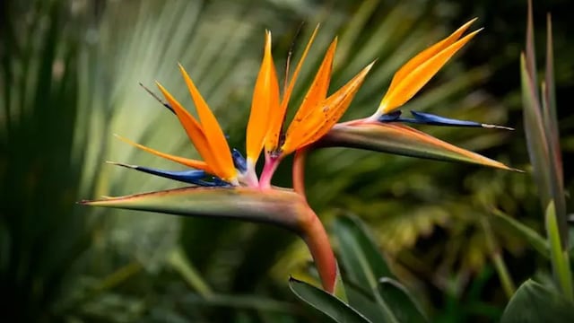 Por qué se puede decir que las plantas ven