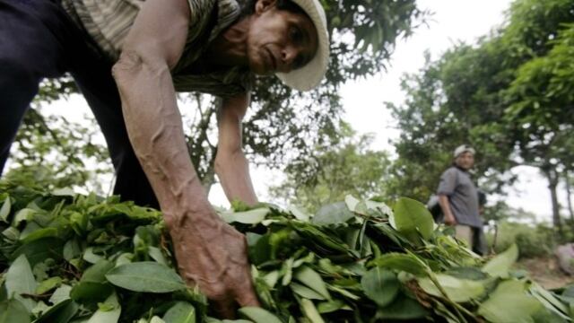 Planean convertir 5 mil hectáreas de coca en cultivos legales
