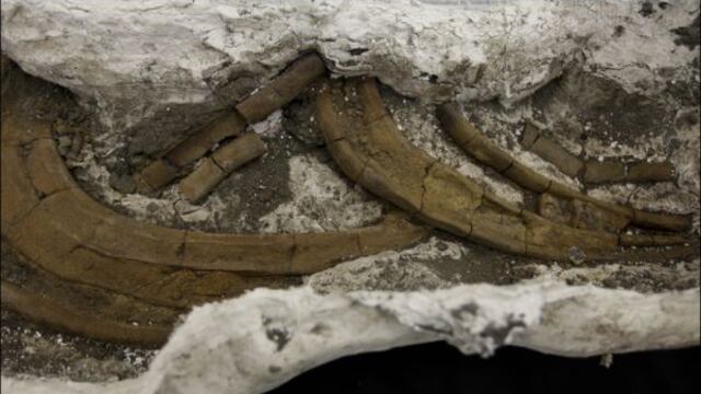 Hallan fósiles de especies extintas desconocidas en canal de Panamá