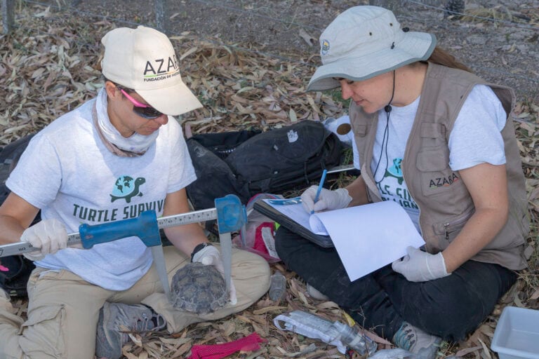 El programa de conservación de tortugas terrestres ha marcado cerca de 400 ejemplares desde 2016. Foto: cortesía Darío Podestá.
