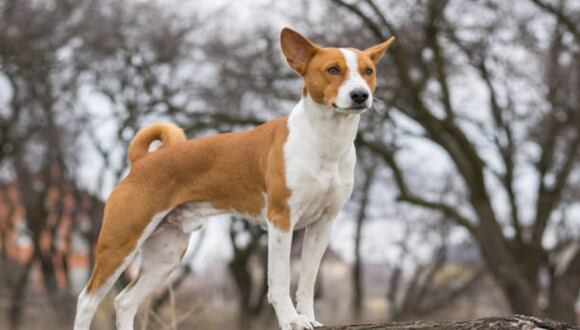 ¿Sabías que existe una raza de perro que no ladra ni se enferma? Descubre aquí su origen, características y peculiaridades. (Foto: iStock)