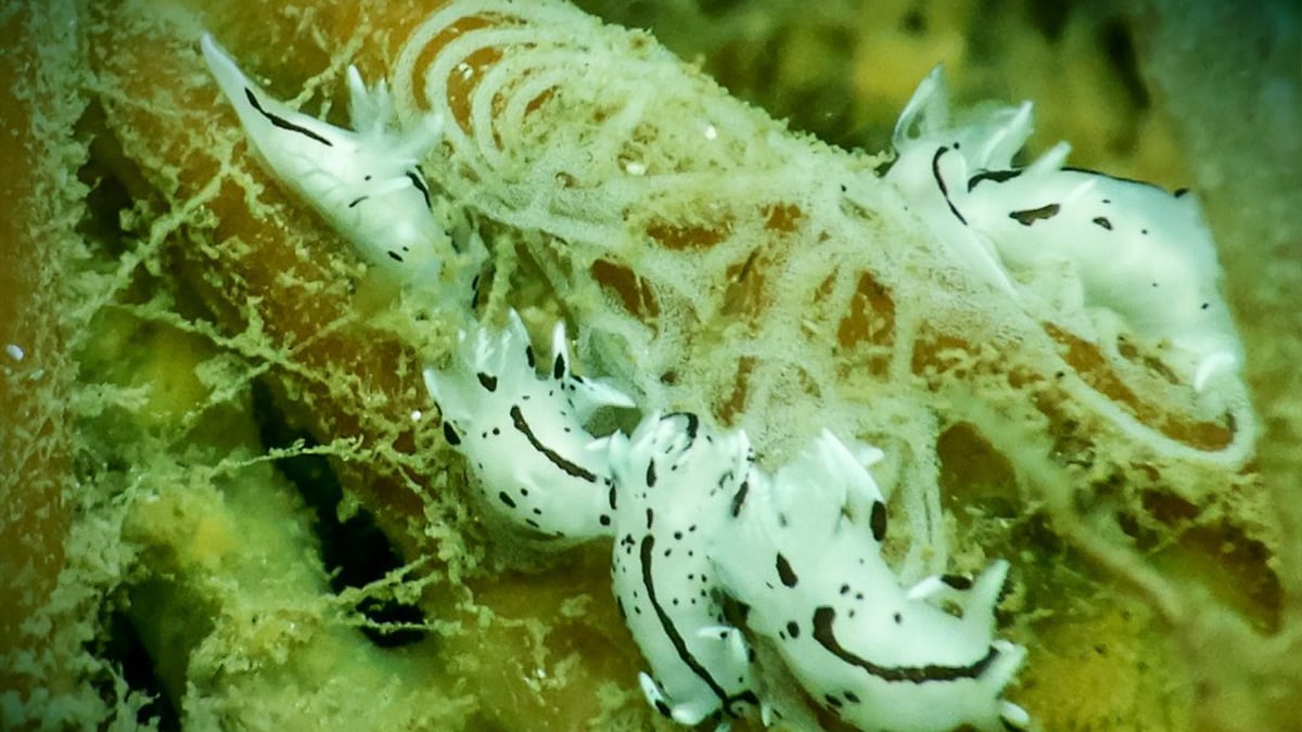 Trapania huarmeyana | Foto: Instituto del Mar del Perú