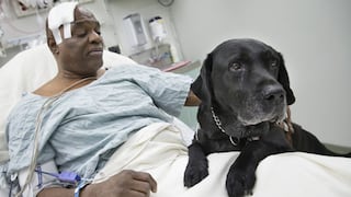 Nueva York: perro guía salvó a invidente que cayó a los rieles de un tren