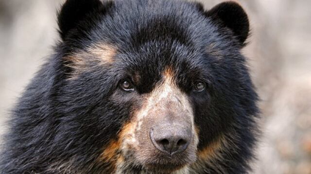 Científicos descubren una población de osos de anteojos en los bosques secos de Bolivia