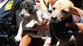 La venta ilegal de animales no cesa en el Centro de Lima