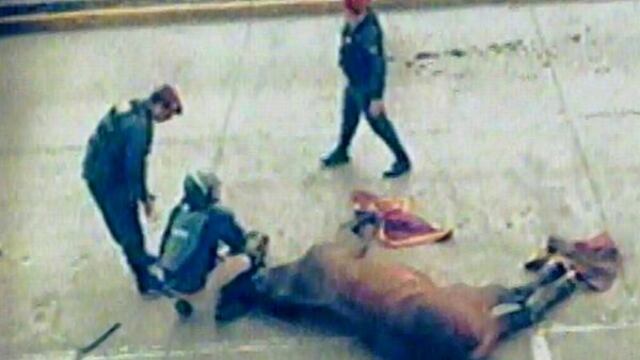 Policía aclara que caballo murió tras resbalarse y no por ataque de barristas de Alianza