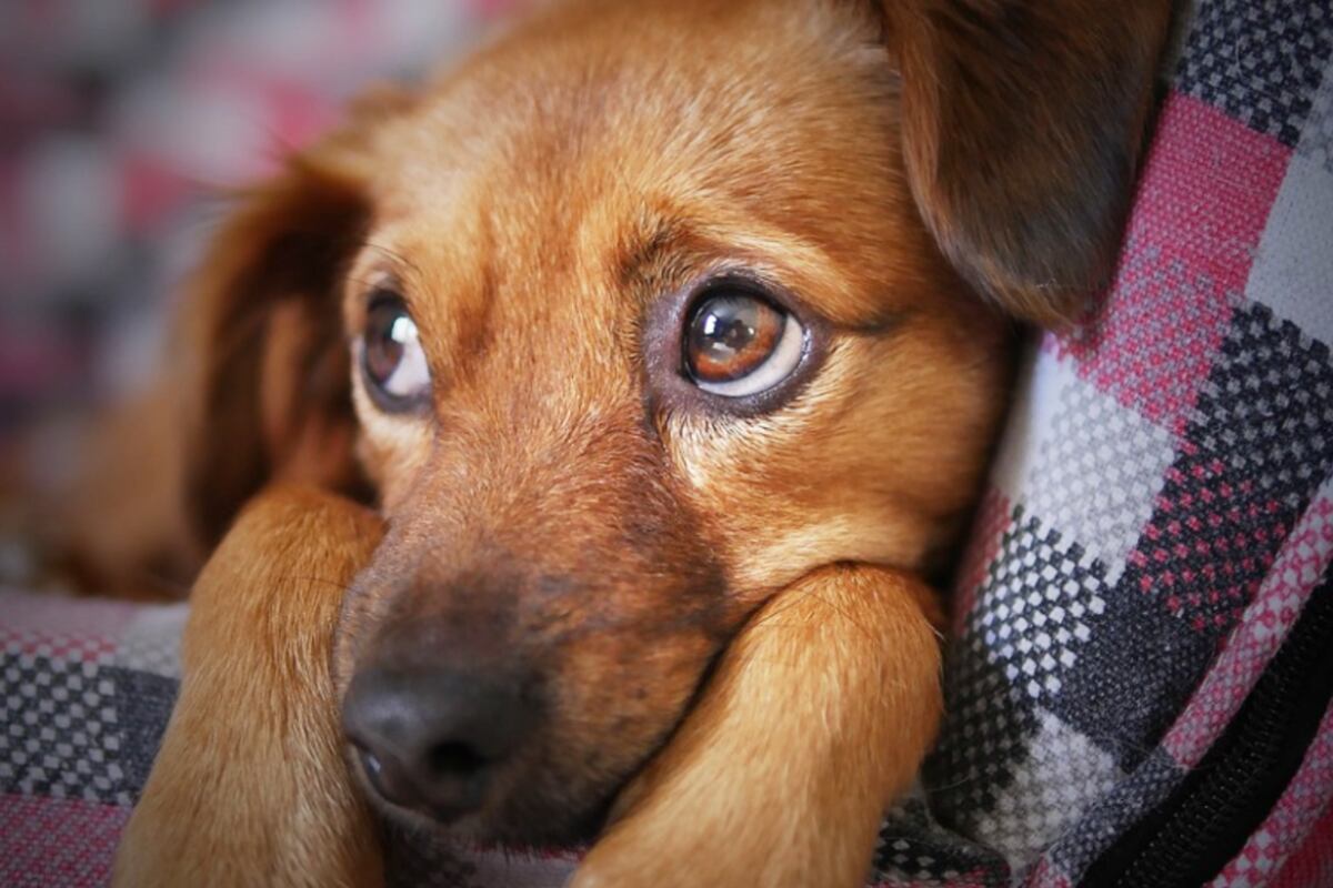 Polémica en Twitter por la reflexión de una usuaria sobre los fuegos artificiales y las mascotas