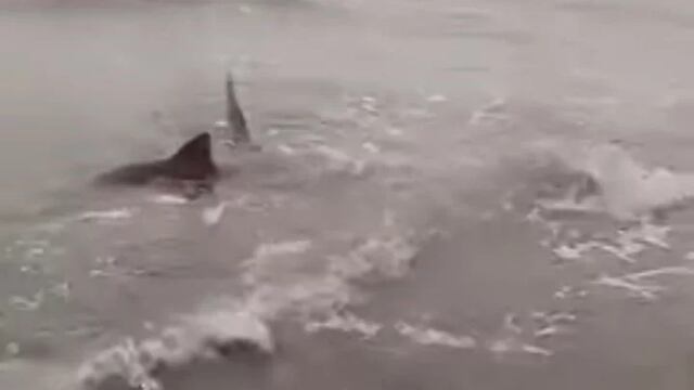 Tiburones en costa de Buenos Aires causan sorpresa y temor en turistas | VIDEO