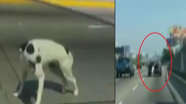 Vía Expresa: habla el taxista que llevaba un perro en maletera