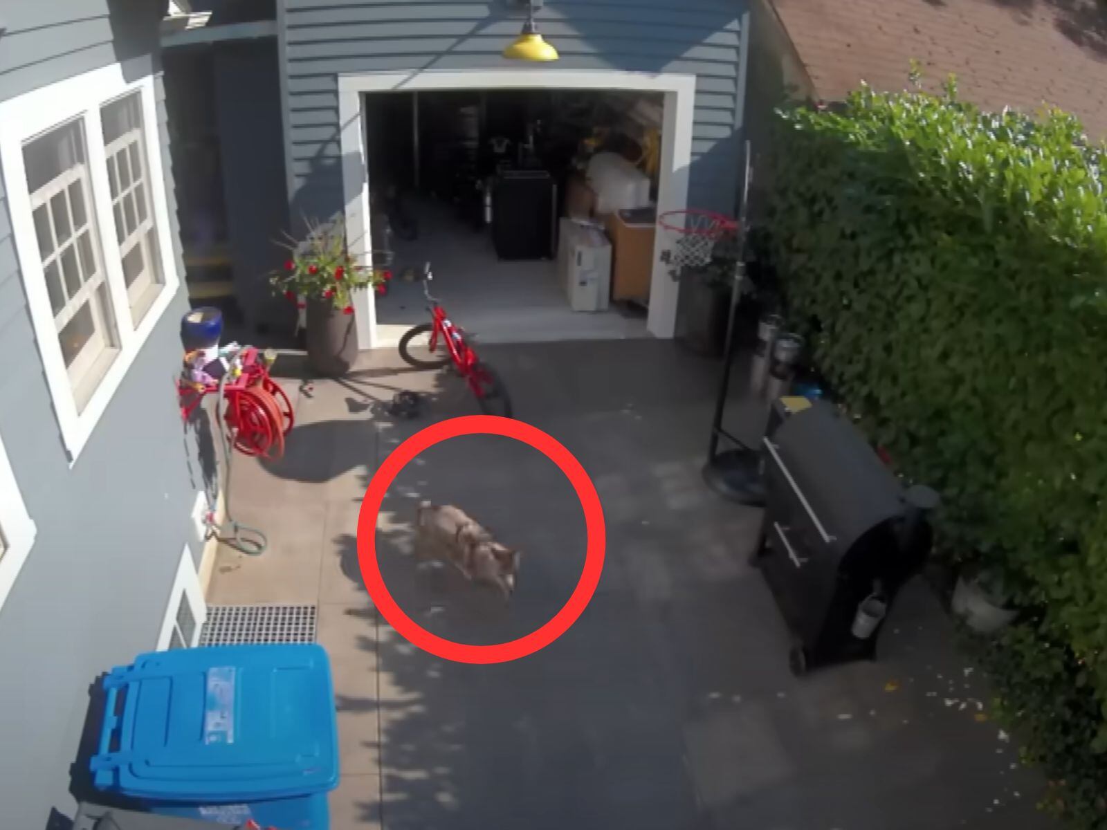 El coyote de la imagen no atacó a la menor ni al padre, pues siguió con su camino. (Crédito: Inside Edition)