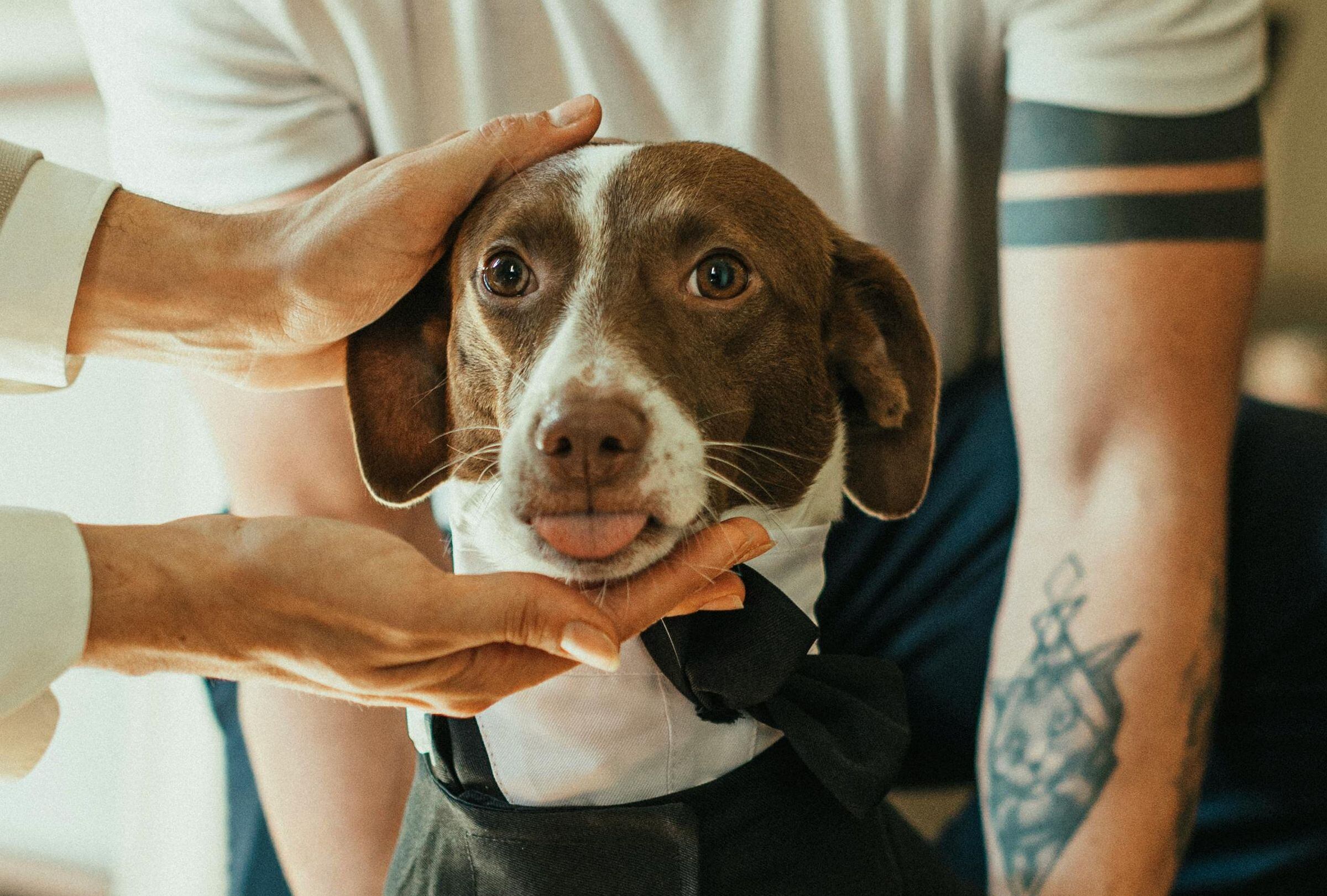 Si quieres eliminar el mal olor del pelaje de tu perro sin bañarlo, tienes que leer esta nota. (Foto: Cüneyt Efe Bural / Pexels)