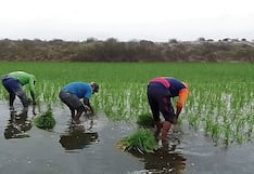 IPE: El precio del arroz en chacra cayó 28%