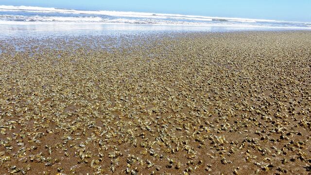 Un manto de caracoles cubre las playas de Mórrope [FOTOS]